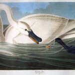 La Prière d’Audubon de Kôtarô Isaka