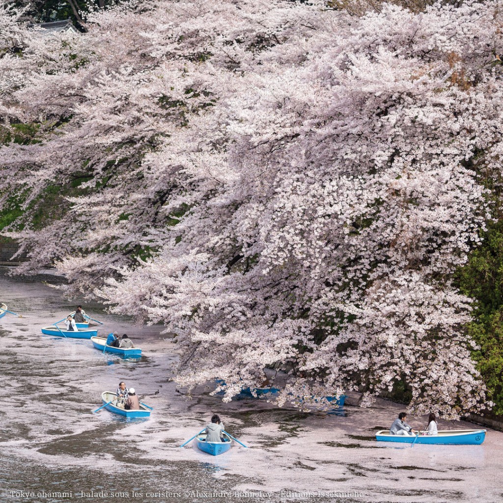 Tokyo_ohanami_01