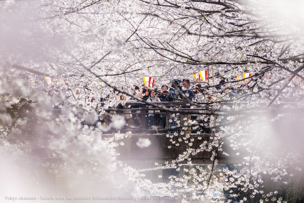 Tokyo_ohanami_02