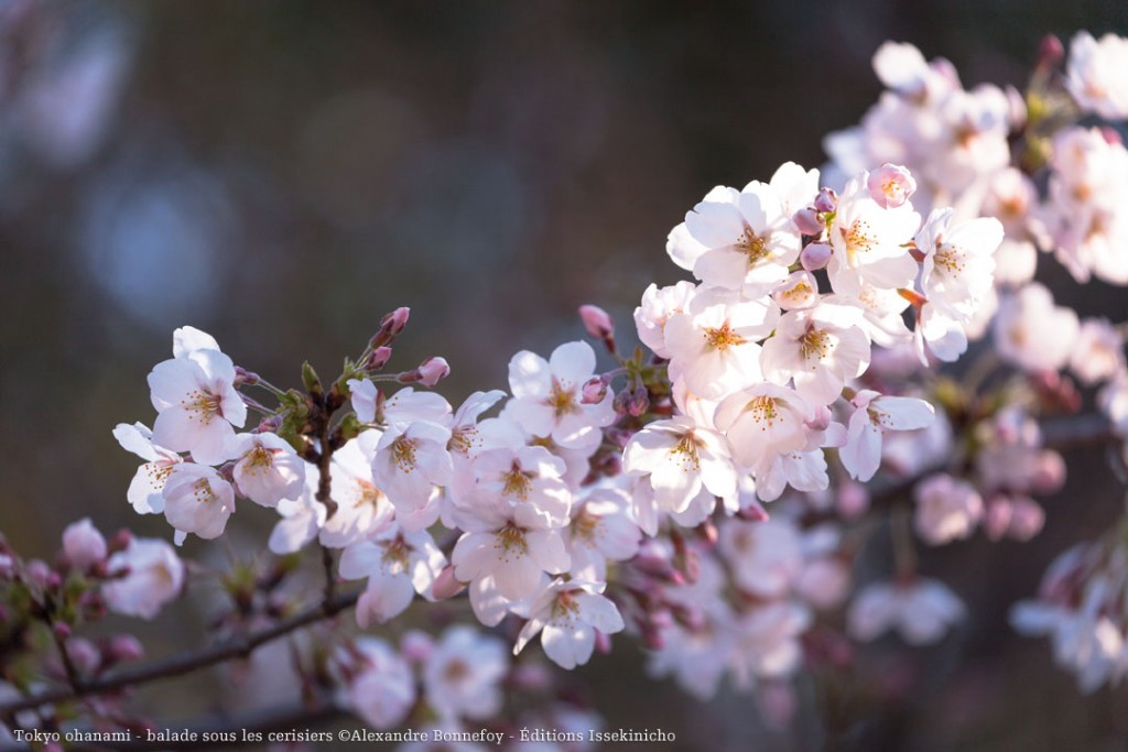 Tokyo_ohanami_04